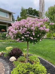 Image result for Syringa meyeri ´Palibin