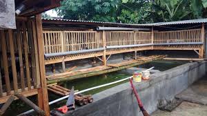 68 Desain Desain Kandang Ayam Diatas Kolam Ikan Apriani Ternak Ayam Diatas Kolam Lele Buktipers Kandangayamcantik Kandangayamb Kolam Ikan Kandang Ayam Desain
