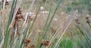 Image result for Juncus lomatophyllus