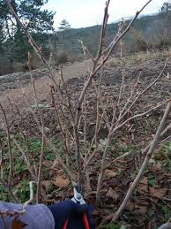Quant intervenir ?découvrez les conseils de nos experts jardin ! Tailler Les Fruits Rouges Groseillers Framboisiers Consommer Durable