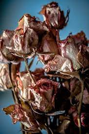 Dead Roses Dying Flowers Dying Plants Flower Aesthetic