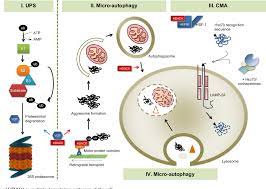 Pdf The Role Of Histone Deacetylase 6 Hdac6 In Neurodegeneration Semantic Scholar