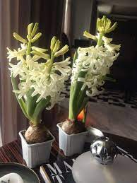 Tumbuhan ini dapat tumbuh hingga mencapai tinggi 45 cm dan menghasilkan kelompok bunga putih nan wangi yang mekar dari bawah ke arah puncak tumbuhan. Pin On Flower Arrangements