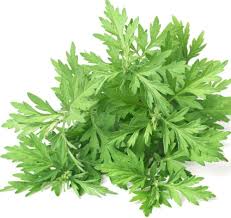 Image result for Artemisia sp.no.1