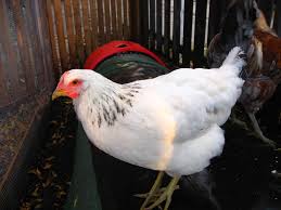 All about the wyandotte chicken, information, characteristics, temperament, eggs, health , care, feeding, raising, breeding, breed if you are breeding the wyandotte for show choosing the correct hens and rooster bloodline is crucial. Delaware Chicken Wikipedia