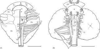 Humpback whale almost eats a lobster man and then thinks better about it. Brain Sciencedirect