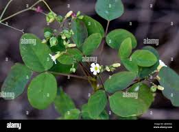 Image result for Oxalis barrelieri