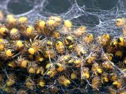 In this way, they can take care of all their eggs. The 3 Stages Of A Spider S Life Cycle