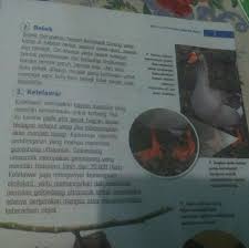 Maybe you would like to learn more about one of these? Bebek Memiliki Paruh Berbentuk Sudu Bentuk Paruh Seperti Ini Berguna Untuk Brainly Co Id