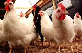 Referensi harga di kandang untuk wilayah pulau jawa , perlu di ketahui mungkin fakta nya di lapangan terjadi selisih antara. Harga Ayam Broiler Per Ekor Terbaru April 2021 Hargabulanini Com