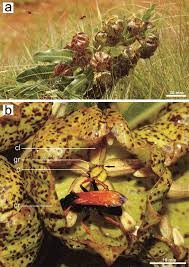 Image result for Satyrium orbiculare