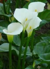 South africa has a fabulous array of indigenous flowers that enhances the country's natural beauty and diversity. Arum Lillies Varkore African Plants Winter Garden South African Flowers