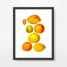 Citrus Fruit Art Print Poster Kitchen Decor Wall Chart Orange Lemon Limes Ebay