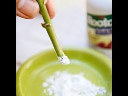 Fabriquer De L Hormone De Bouturage Bio Pour 0 Euro Youtube Hormone De Bouturage Astuce Jardin Astuce Jardinage
