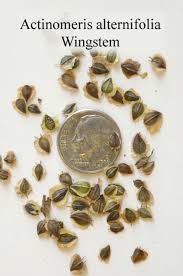 Image result for Porphyrostemma