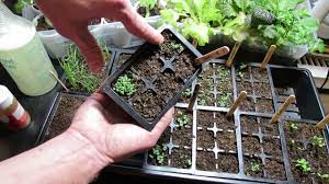 How To Use Cinnamon Neem Oil On Your Seed Starts Damping Off Diseases Seed Starting Neem Oil Seedlings