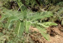 Image result for Acacia gerrardii