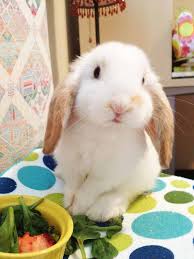 Popular Rabbit Breeds In India