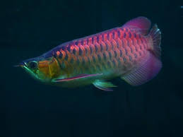 Arowana Co Uk Shop King Super Red Arowana Aquarium Fish Live Fish Wallpaper Dragon Fish