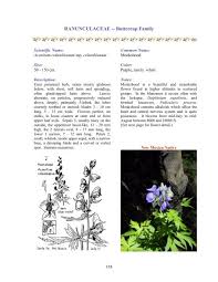 Image result for Ranunculaceae