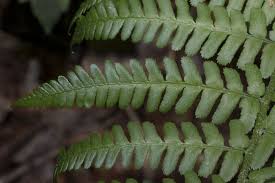 Image result for Dryopteridaceae