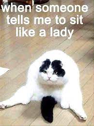 Top Laughing So Hard Cat Memes Cat Meme Society6 In 2020 Funny Cat Memes Funny Pictures With Captions Jokes Pics
