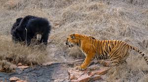 Demikian beberapa gambar foto burung elang serta sejumlah pengetahuan yang saya bagikan untuk anda, semoga bermanfaat dan jika dirasa berguna jangan lupa untuk share juga yah ke facebook atau twitter. Harimau Siberia Vs Beruang Grizzly Siapa Yang Menang Russia Beyond