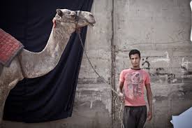At the time she was on a pilgrimage to mecca. Still Suffering From Tourism Drop Camel Drivers Claim Responsibility For Camel Battle The Groundtruth Project