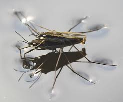 Animal Locomotion On The Water Surface Wikipedia