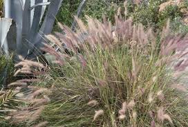 Image result for Cenchrus setaceus