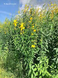 Image result for Crotalaria juncea