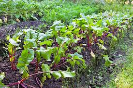 When placing the grape plants in rows, you should consider the type of grape you are growing. How To Plant And Grow Beets