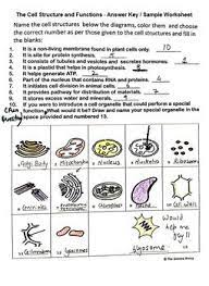 Plant and animal cell function. The Cell Structure And Functions Activity Worksheet By The Science Arena In 2021 Structure And Function Cell Structure Functions Activity