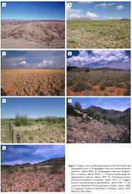 Image result for Helinus spartioides