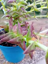 Image result for Crassula capitella