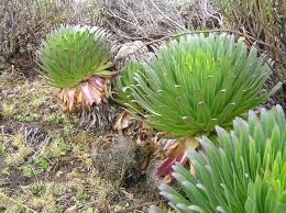 Image result for Lobelia chireensis