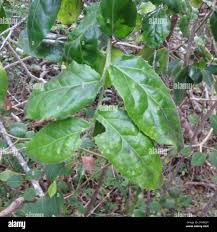 Image result for Mystroxylon aethiopicum