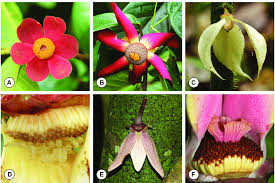 Image result for Uvaria