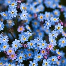 Jun 03, 2021 · latin: Caeliger Playmoss