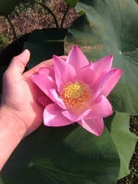 Karl morvilius was born on november 21, 1883 in germersheim, germany. Lotosblumen Flowgrow