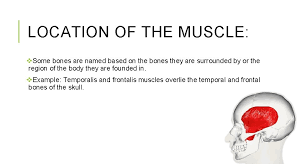 • some muscles are named for the location in which their fibers run. Naming Skeletal Muscles Gretel Flores Period 5 1212