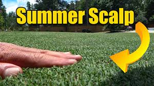Scalping is most effective if done. Bermuda Lawn Summer Scalp Low Cutting Lawn Care