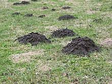 Maulwürfe sind eigentlich nette zeitgenossen. Maulwurfshugel Wikipedia