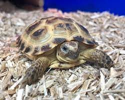 2020 Captive Bred Horsfield Tortoise Tortoise Centre