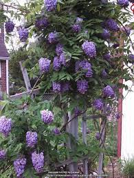 We did not find results for: Photo Of The Bloom Of American Wisteria Wisteria Frutescens Amethyst Falls Posted By Catmint20906 All Thi Butterfly Garden Plants American Wisteria Plants