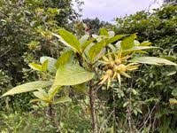 Image result for Leptactina