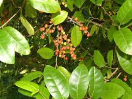 Image result for Streblus