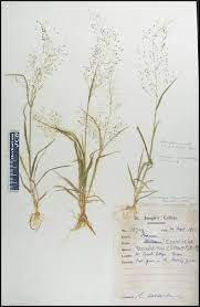 Image result for Sporobolus tenuissimus