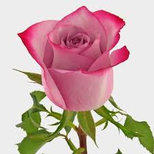 We did not find results for: Rose Deep Purple 50cm Wholesale Blooms By The Box