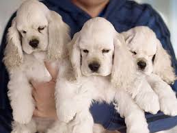 Black And White Cocker Spaniel Puppy For Sale Ania 39 S Cockers Cocker Spaniel Puppies For Sale Cocker Spaniel Puppies Spaniel Puppies For Sale Spaniel Puppies